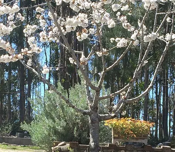 Ecobosque بيت للعطل