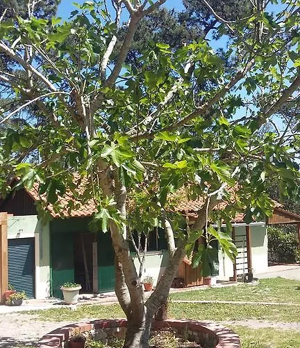 Ecobosque بيت للعطل Nadadouro